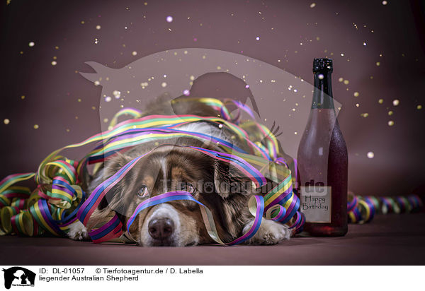 liegender Australian Shepherd / DL-01057