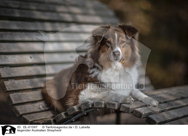 liegender Australian Shepherd / lying Australian Shepherd / DL-01097