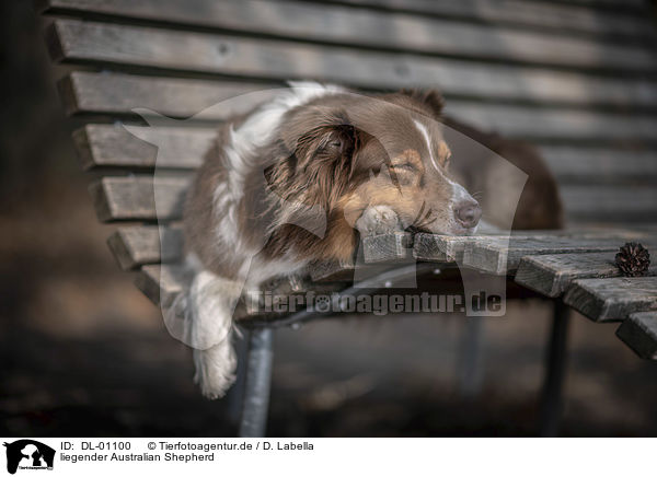 liegender Australian Shepherd / lying Australian Shepherd / DL-01100