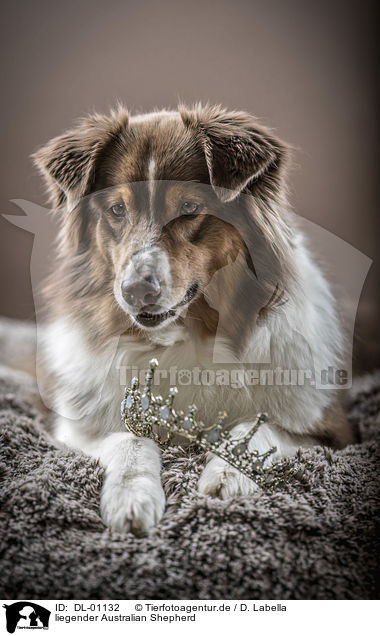 liegender Australian Shepherd / lying Australian Shepherd / DL-01132