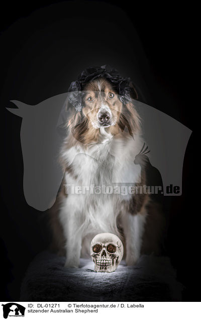sitzender Australian Shepherd / sitting Australian Shepherd / DL-01271
