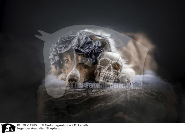 liegender Australian Shepherd / lying Australian Shepherd / DL-01285