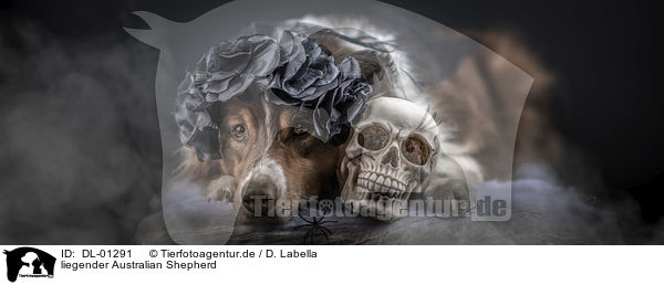 liegender Australian Shepherd / lying Australian Shepherd / DL-01291