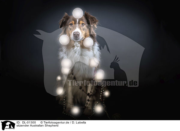 sitzender Australian Shepherd / sitting Australian Shepherd / DL-01300