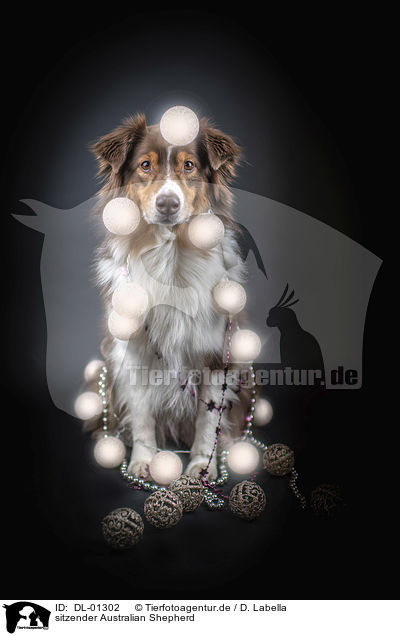 sitzender Australian Shepherd / sitting Australian Shepherd / DL-01302