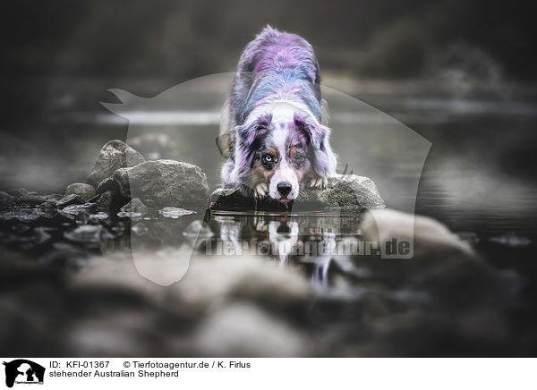 stehender Australian Shepherd / KFI-01367