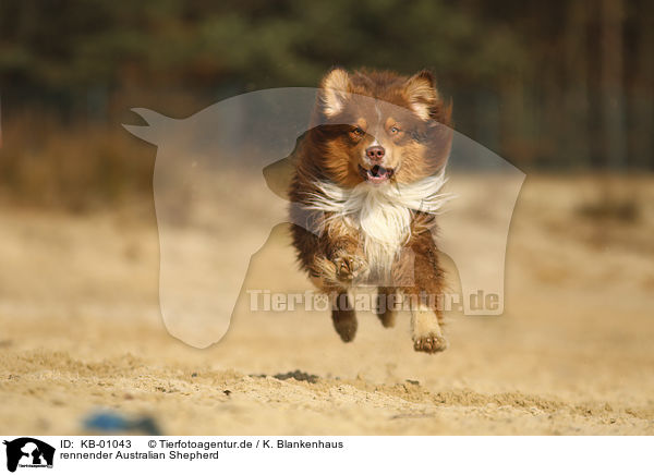 rennender Australian Shepherd / running Australian Shepherd / KB-01043