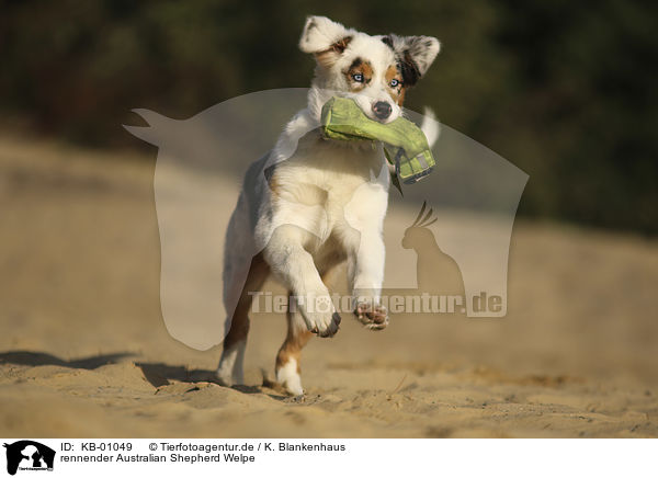 rennender Australian Shepherd Welpe / running Australian Shepherd Puppy / KB-01049