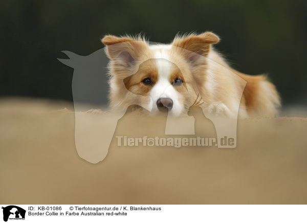Border Collie in Farbe Australian red-white / KB-01086