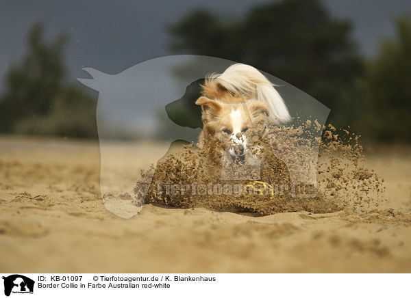 Border Collie in Farbe Australian red-white / Border Collie with color Australian red-white / KB-01097