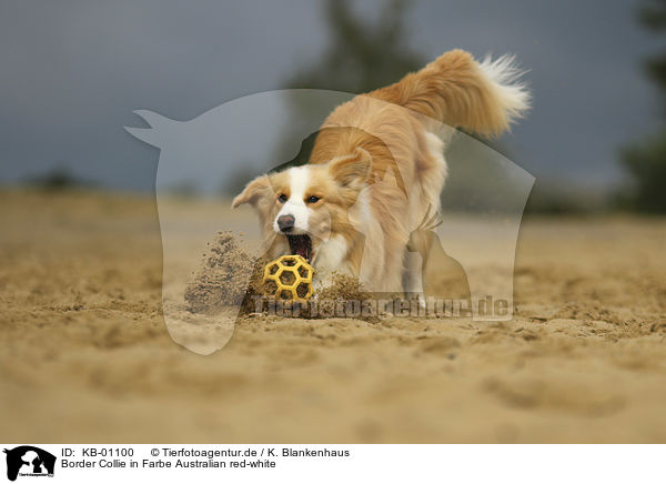 Border Collie in Farbe Australian red-white / Border Collie with color Australian red-white / KB-01100