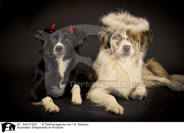 Australian Shepherds im Kostm / AH-01242