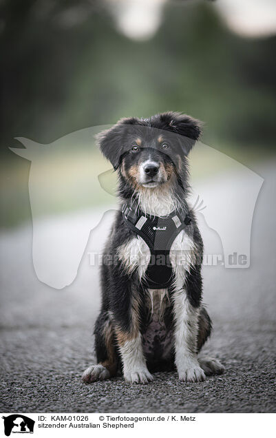 sitzender Australian Shepherd / sitting Australian Shepherd / KAM-01026