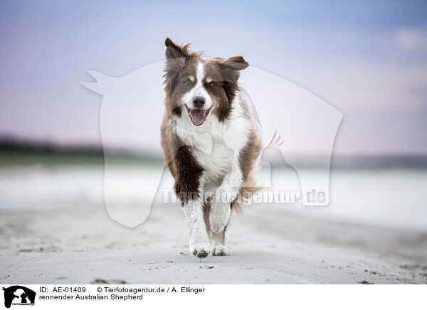 rennender Australian Shepherd / AE-01409