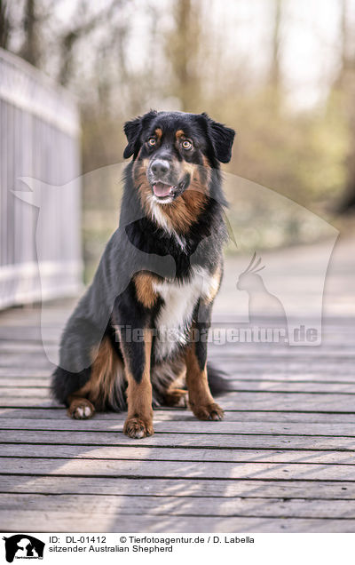 sitzender Australian Shepherd / sitting Australian Shepherd / DL-01412