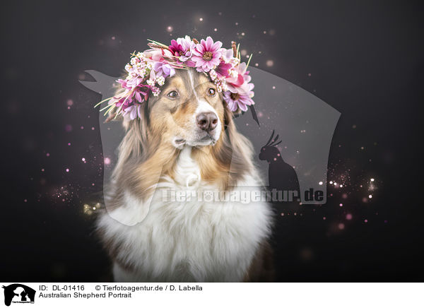 Australian Shepherd Portrait / Australian Shepherd portrait / DL-01416