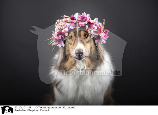 Australian Shepherd Portrait / Australian Shepherd portrait / DL-01418