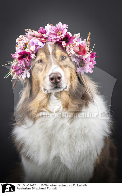 Australian Shepherd Portrait / Australian Shepherd portrait / DL-01421