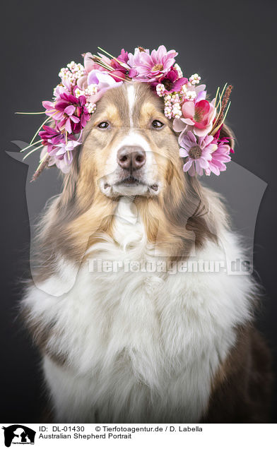 Australian Shepherd Portrait / Australian Shepherd portrait / DL-01430