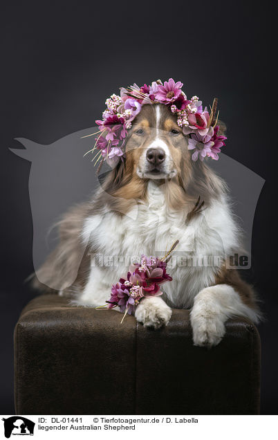 liegender Australian Shepherd / lying Australian Shepherd / DL-01441