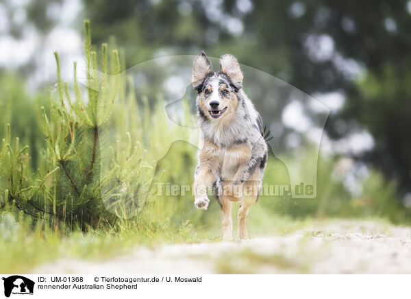 rennender Australian Shepherd / UM-01368