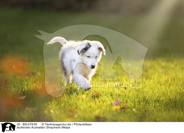 laufender Australian Shepherd Welpe / BS-07636