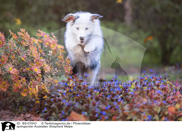 springender Australian Shepherd Welpe / BS-07643