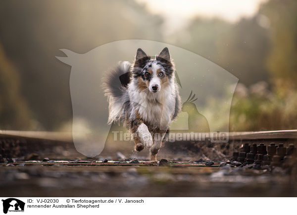 rennender Australian Shepherd / running Australian Shepherd / VJ-02030