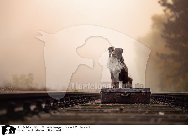 sitzender Australian Shepherd / sitting Australian Shepherd / VJ-02038