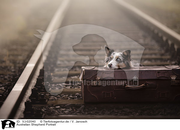 Australian Shepherd Portrait / Australian Shepherd portrait / VJ-02040