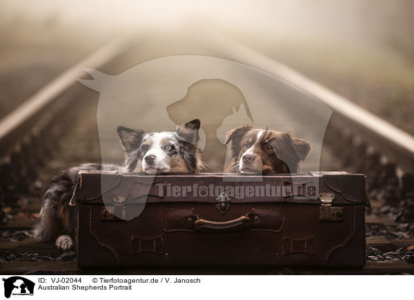 Australian Shepherds Portrait / Australian Shepherds portrait / VJ-02044