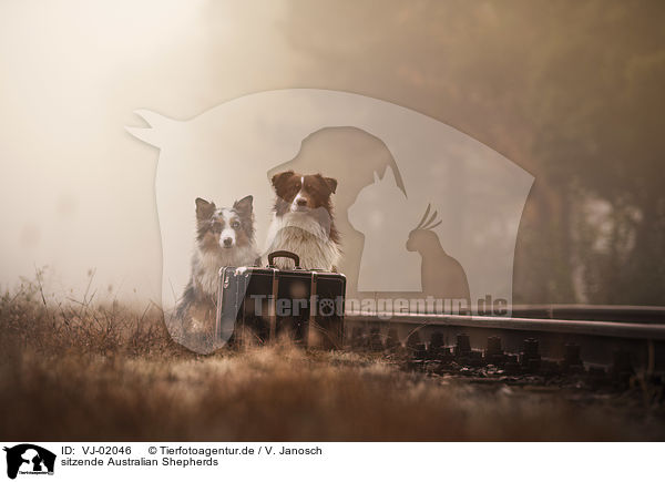 sitzende Australian Shepherds / VJ-02046