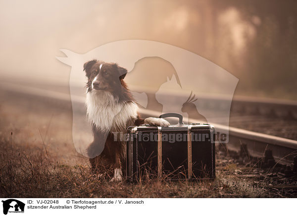 sitzender Australian Shepherd / VJ-02048
