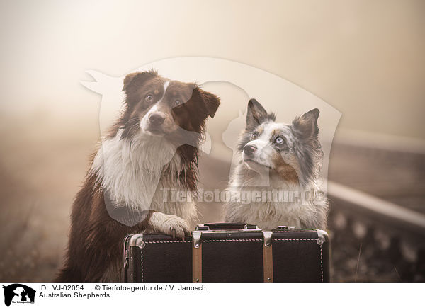 Australian Shepherds / VJ-02054