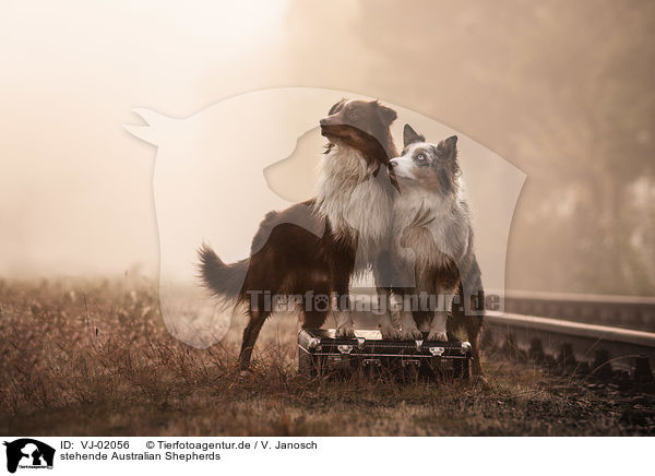 stehende Australian Shepherds / standing Australian Shepherds / VJ-02056