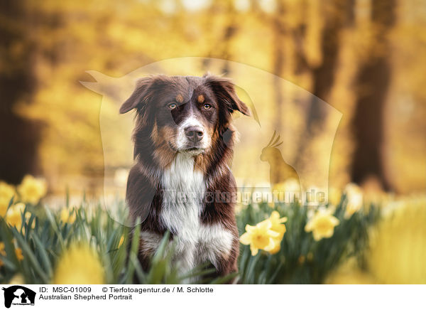 Australian Shepherd Portrait / Australian Shepherd portrait / MSC-01009