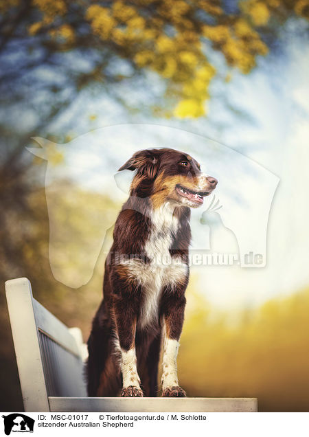 sitzender Australian Shepherd / sitting Australian Shepherd / MSC-01017