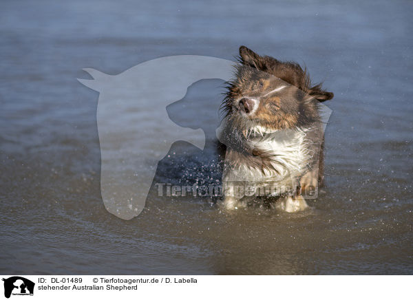 stehender Australian Shepherd / standing Australian Shepherd / DL-01489