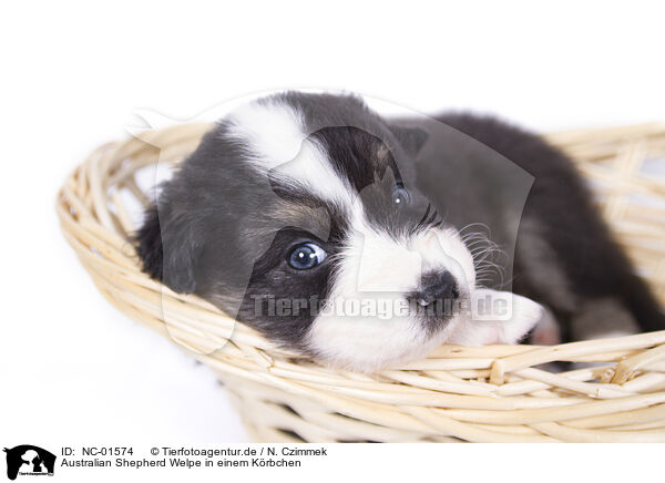 Australian Shepherd Welpe in einem Krbchen / Australian Shepherd Puppy in a basket / NC-01574