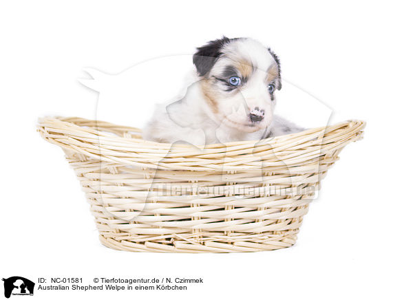 Australian Shepherd Welpe in einem Krbchen / Australian Shepherd Puppy in a basket / NC-01581