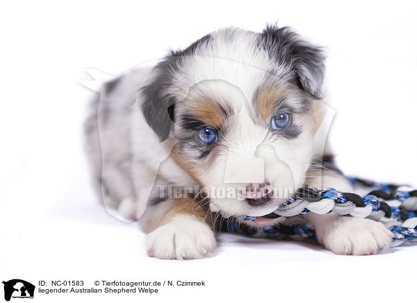 liegender Australian Shepherd Welpe / lying Australian Shepherd Puppy / NC-01583