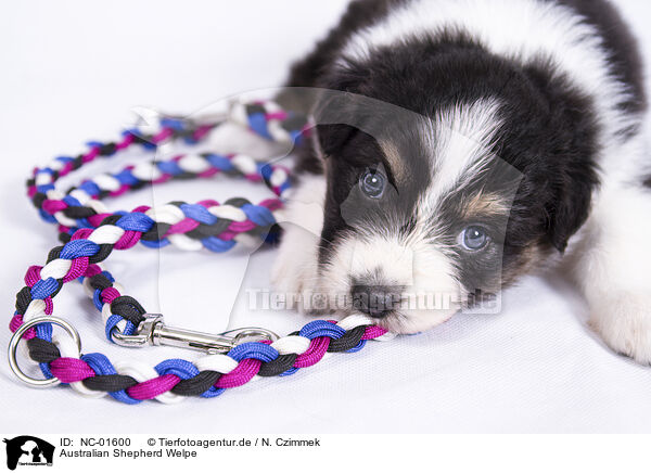 Australian Shepherd Welpe / Australian Shepherd Puppy / NC-01600
