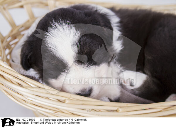 Australian Shepherd Welpe in einem Krbchen / Australian Shepherd Puppy in a basket / NC-01605
