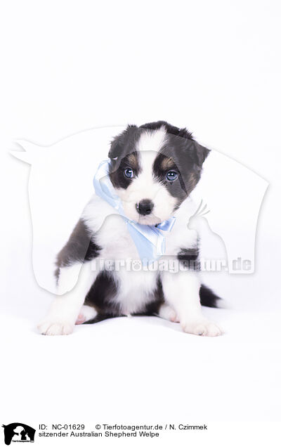 sitzender Australian Shepherd Welpe / sitting Australian Shepherd Puppy / NC-01629