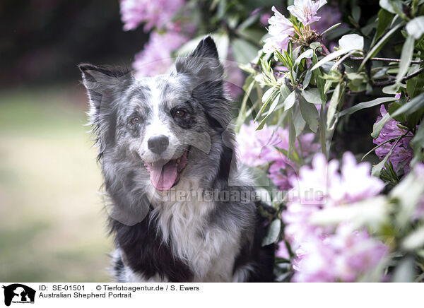 Australian Shepherd Portrait / Australian Shepherd portrait / SE-01501