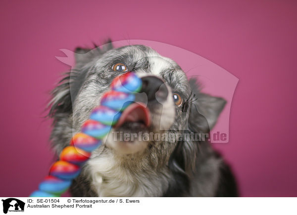 Australian Shepherd Portrait / SE-01504