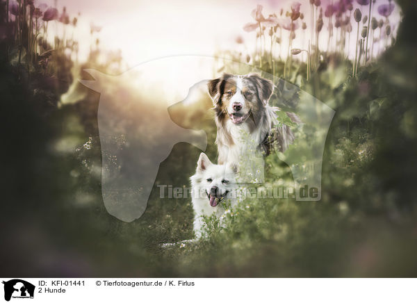 2 Hunde / KFI-01441