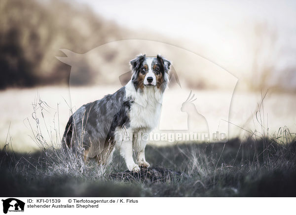 stehender Australian Shepherd / standing Australian Shepherd / KFI-01539