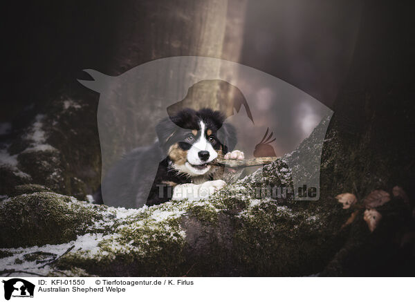 Australian Shepherd Welpe / Australian Shepherd Puppy / KFI-01550