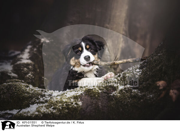 Australian Shepherd Welpe / Australian Shepherd Puppy / KFI-01551